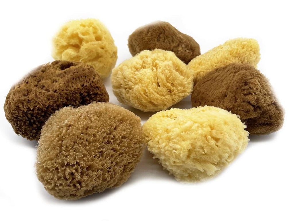 100% Natural Mediterranean Honeycomb Sea Sponge, Small Brown - Funky Soap Shop